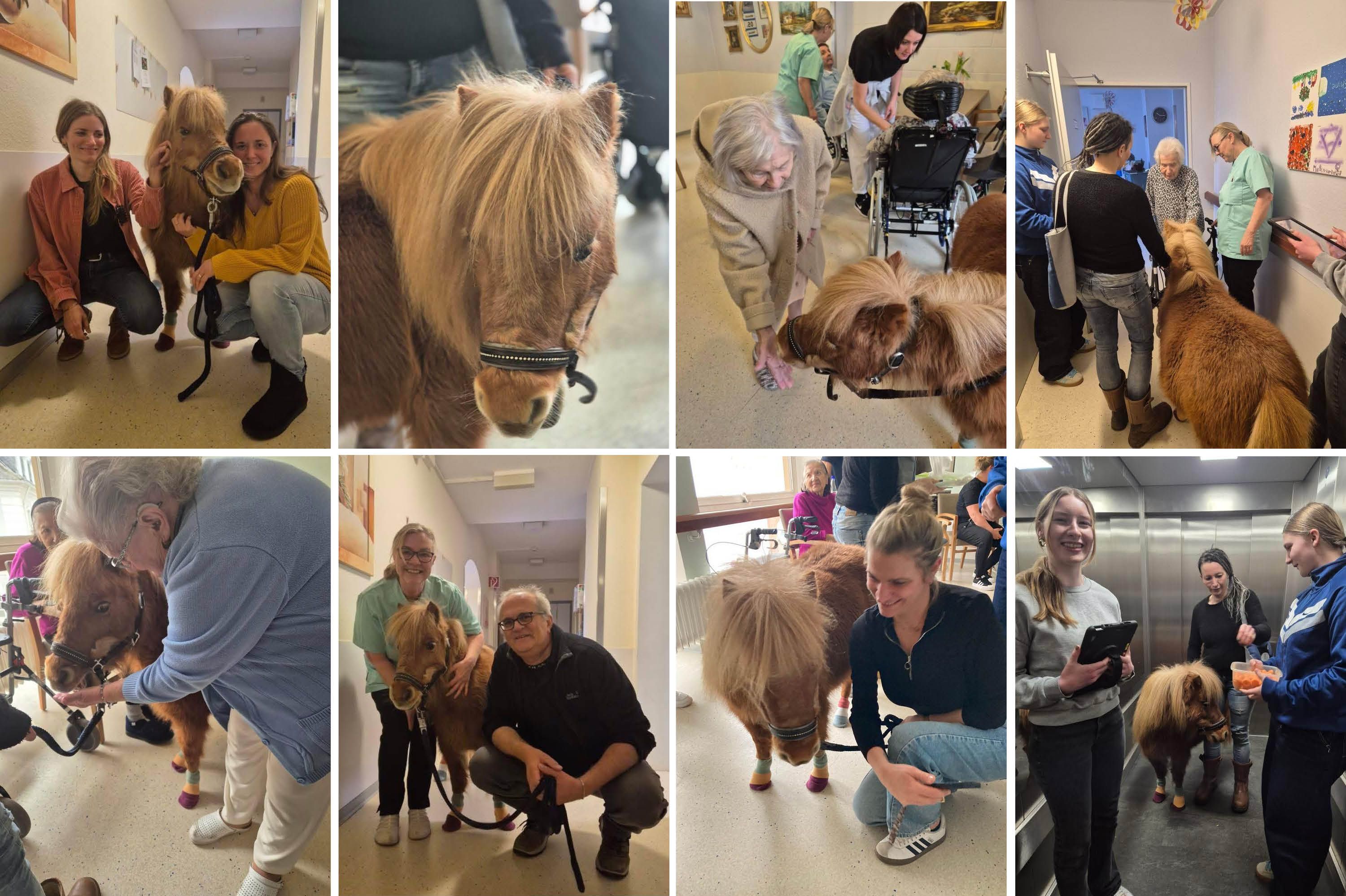 Collage mit acht Fotos mit Bewohnerinnen und Bewohnern sowie mit Mitarbeitenden: Pony Pepper zu Besuch im Altenheim am Schloss